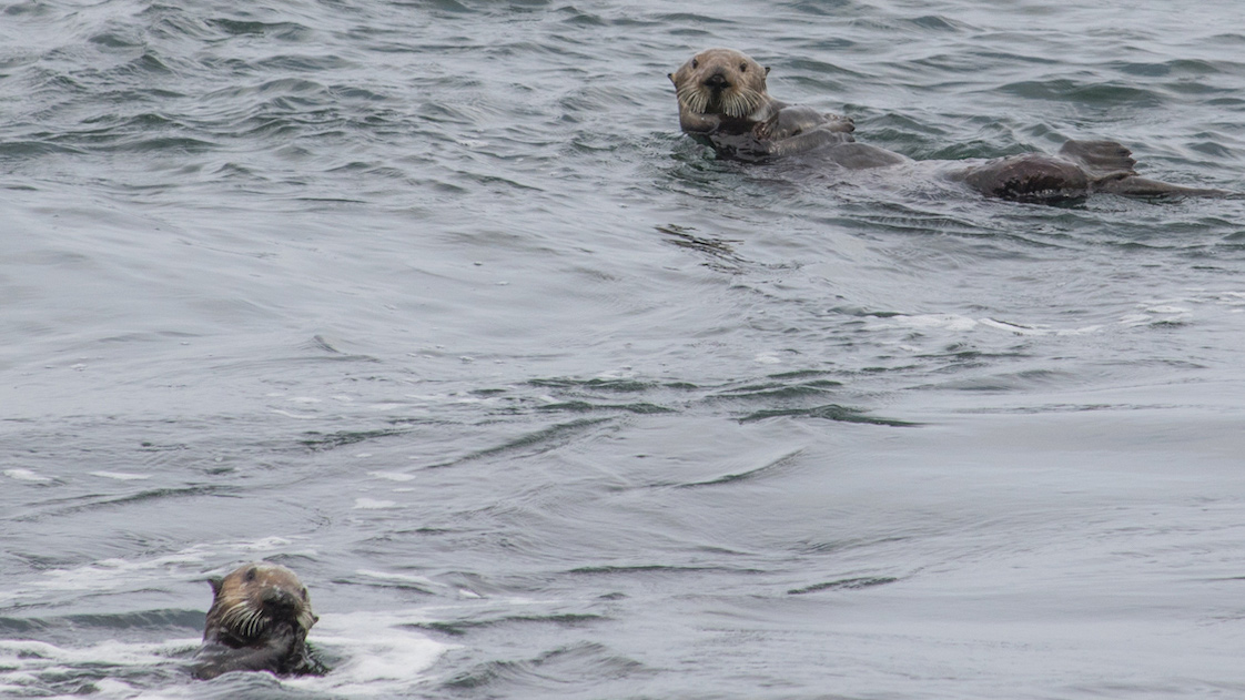 Swimming Otters