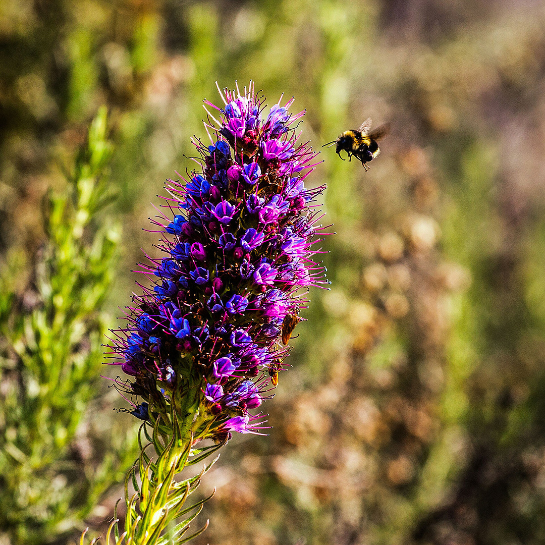 Close up shot of a Echium candicans plant