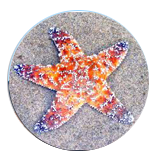 seastar 