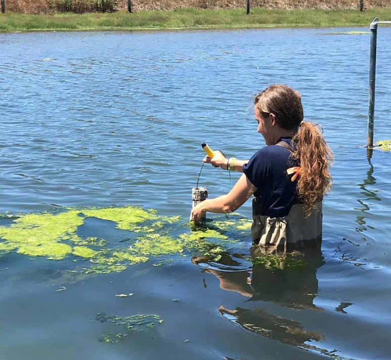 REU student Cecelia Baterbee hard at work conducting research in Moro Cojo Slough.