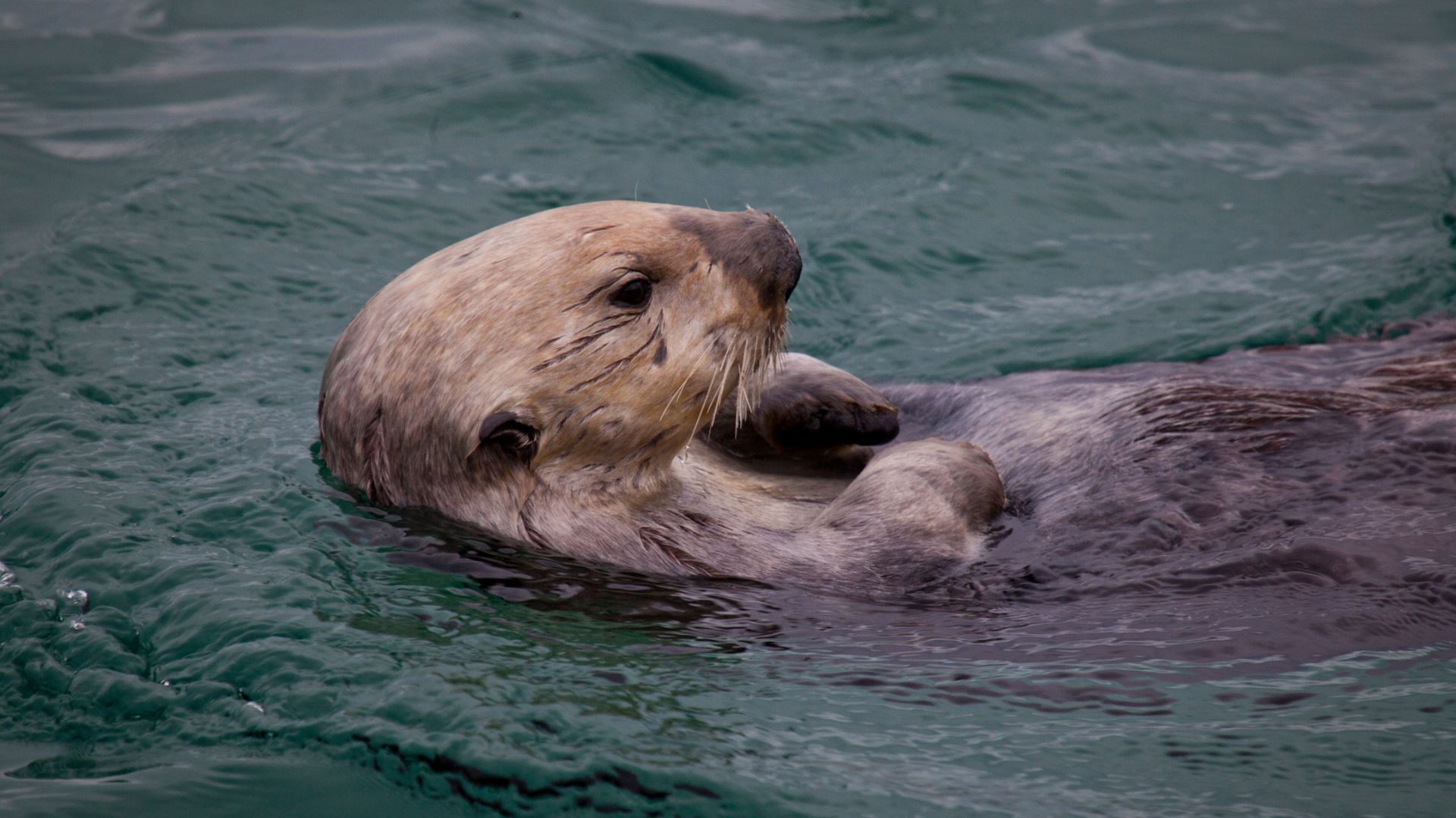 Sea Otter