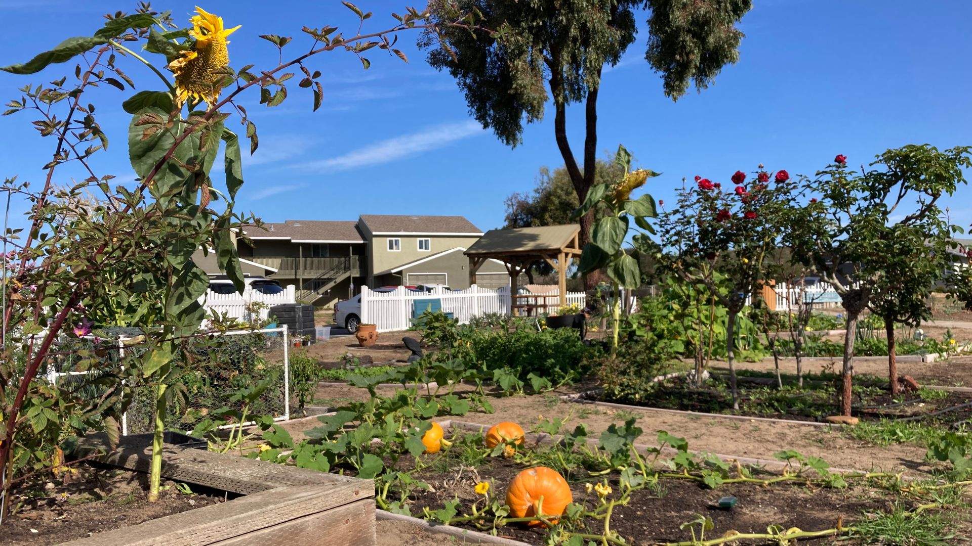 Pumpkins, flowers and plants of Yorktown Community Garden - Photo by Adrienn Mendonca-Jones