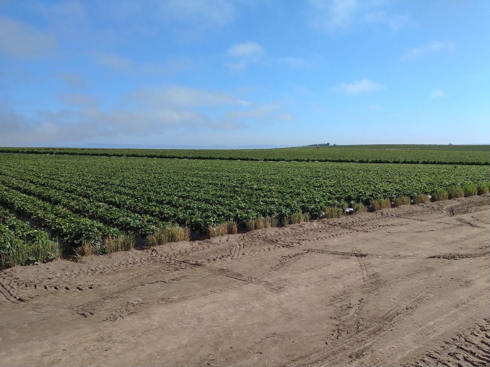 Image of crop field