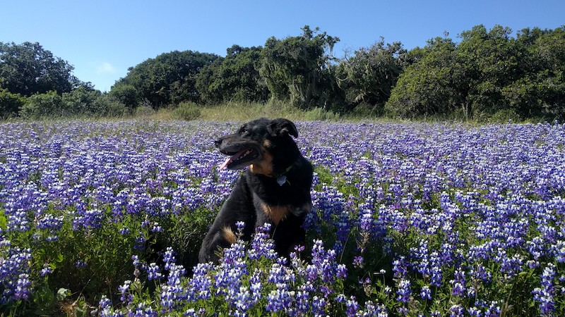 Image of a black dog