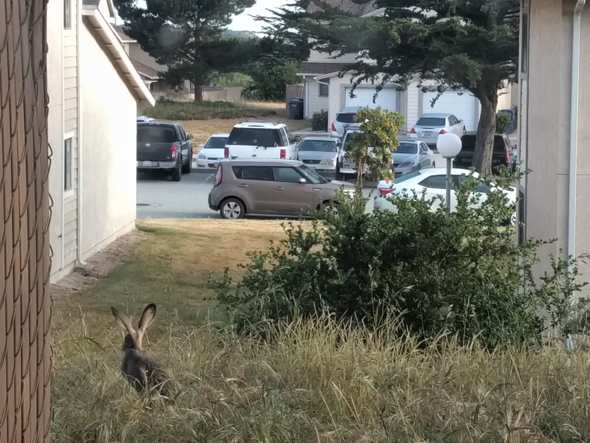 Image of jack rabbit on East Campus