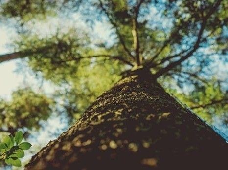 tree from below