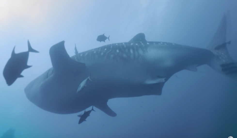 whale shark