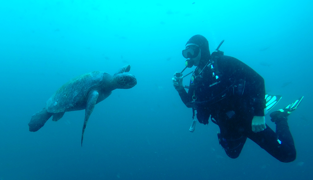 turtle with diver