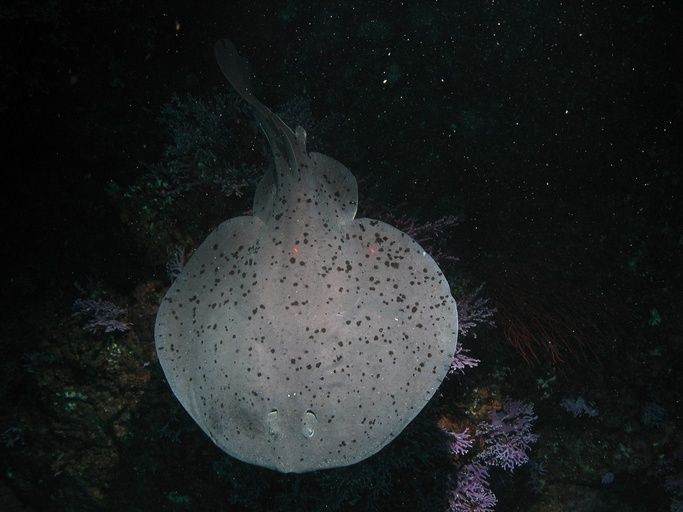 torpedo ray