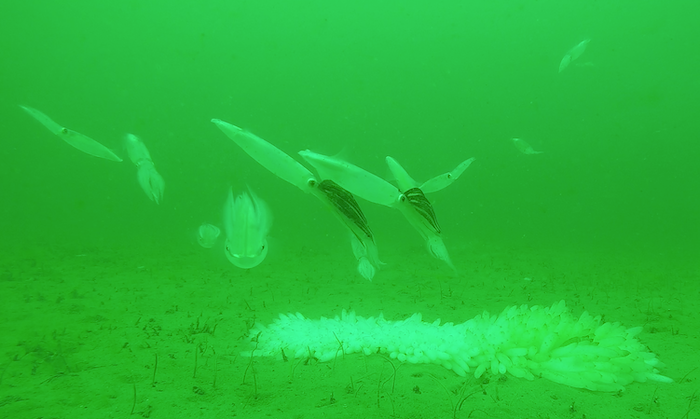 SquidPod photo of California Market Squid and egg clusters off Cannery Row