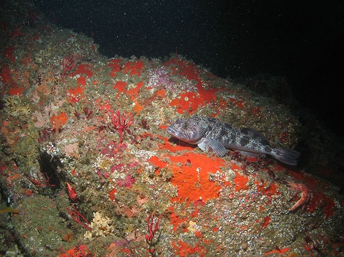 lingcod image