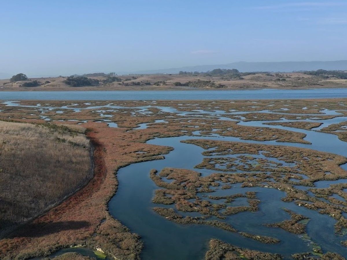 Elkhorn Slough photo.