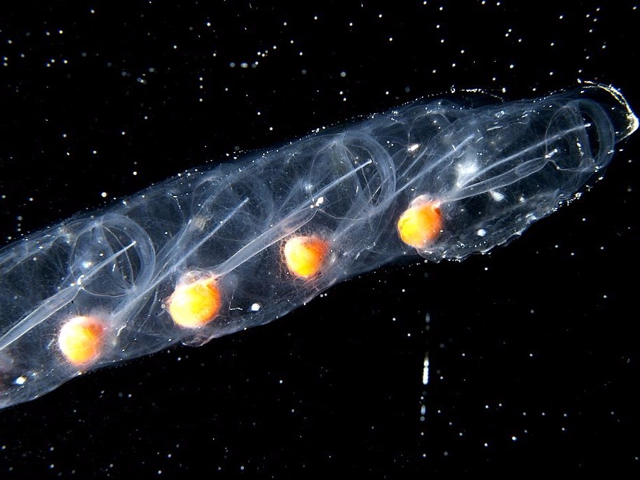 Marine salps floating in water