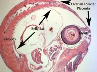 Placentation of fish