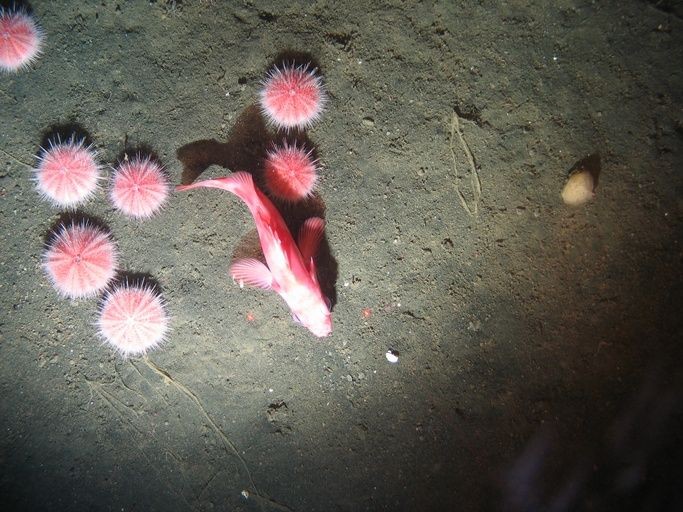 pink urchins