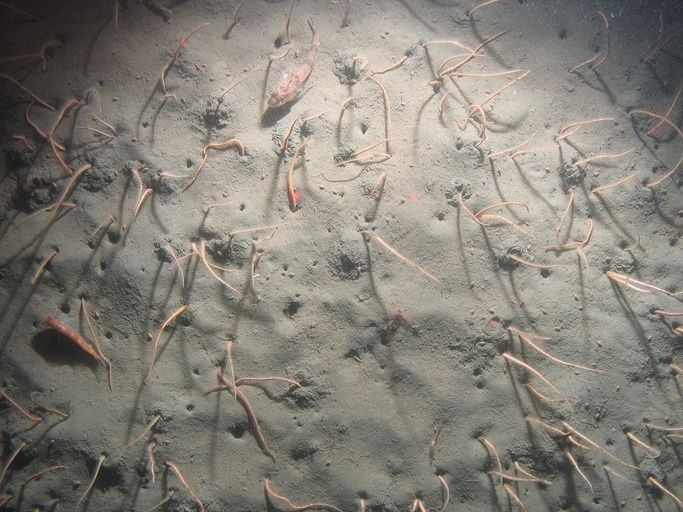 undersea brittle star arms