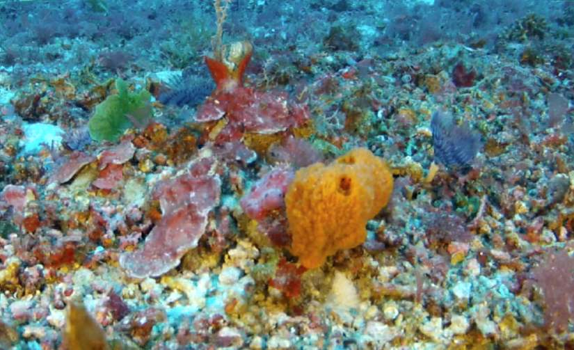 Photo of benthic invertebrates taken with EEL's ROV Ulithi at Pulley Ridge