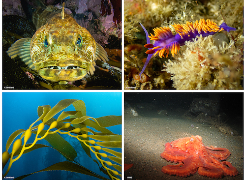 4 panel marine animals