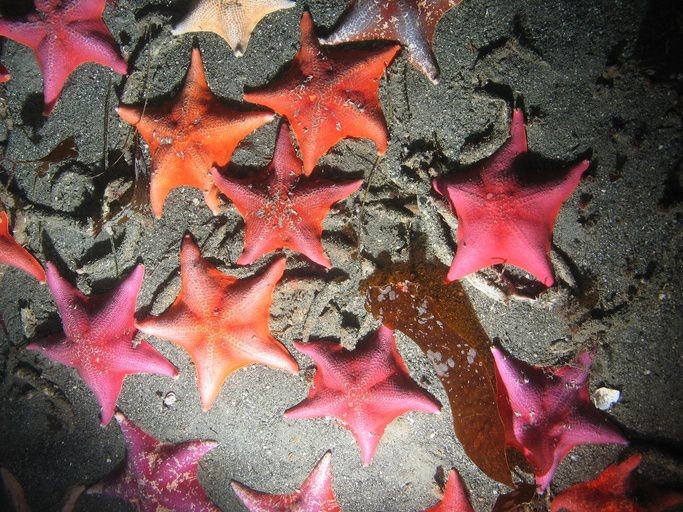 seastar image