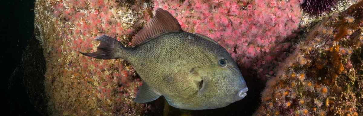 finescale trigger fish in habitat