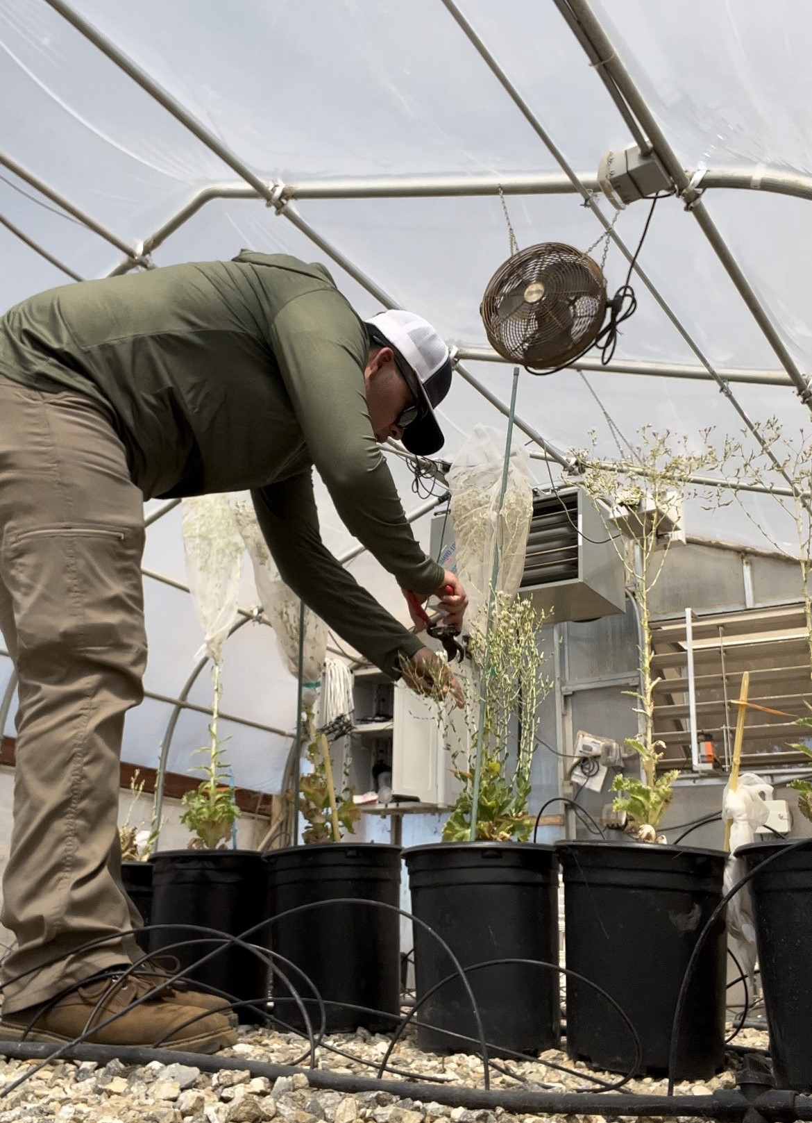 Jorge tending to some plants in a greenhouse.