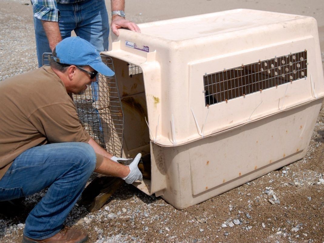 An injured marine mammal being rescued by volunteers