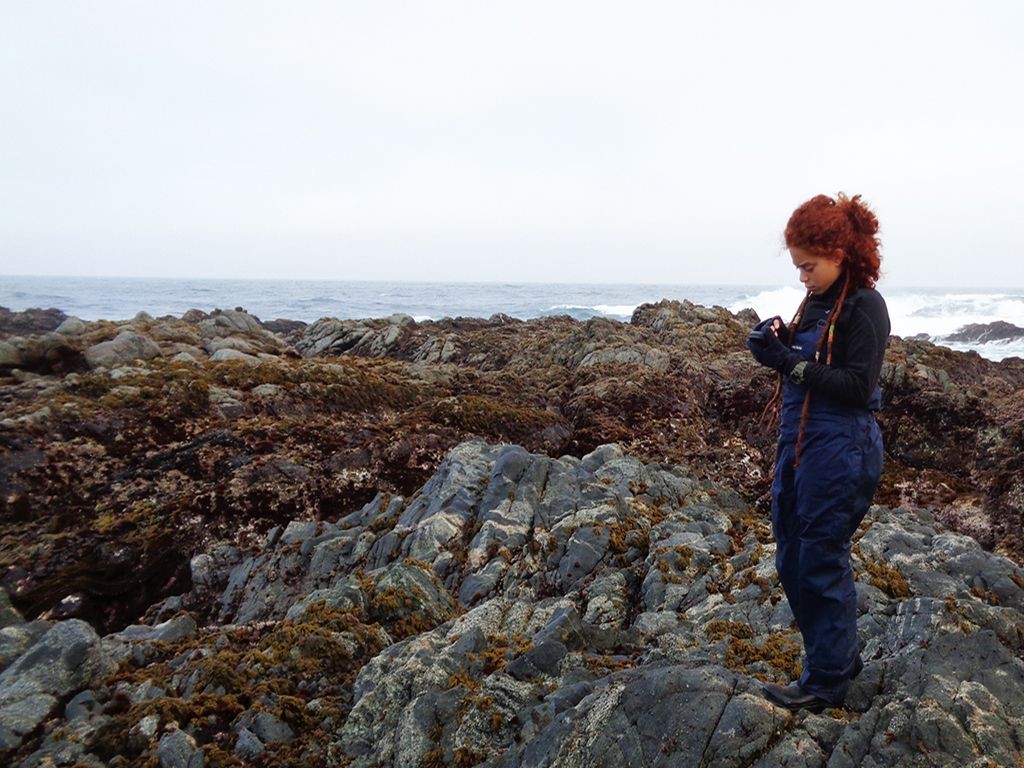 intertidal census