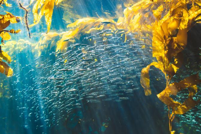 Fish swimming through seaweed