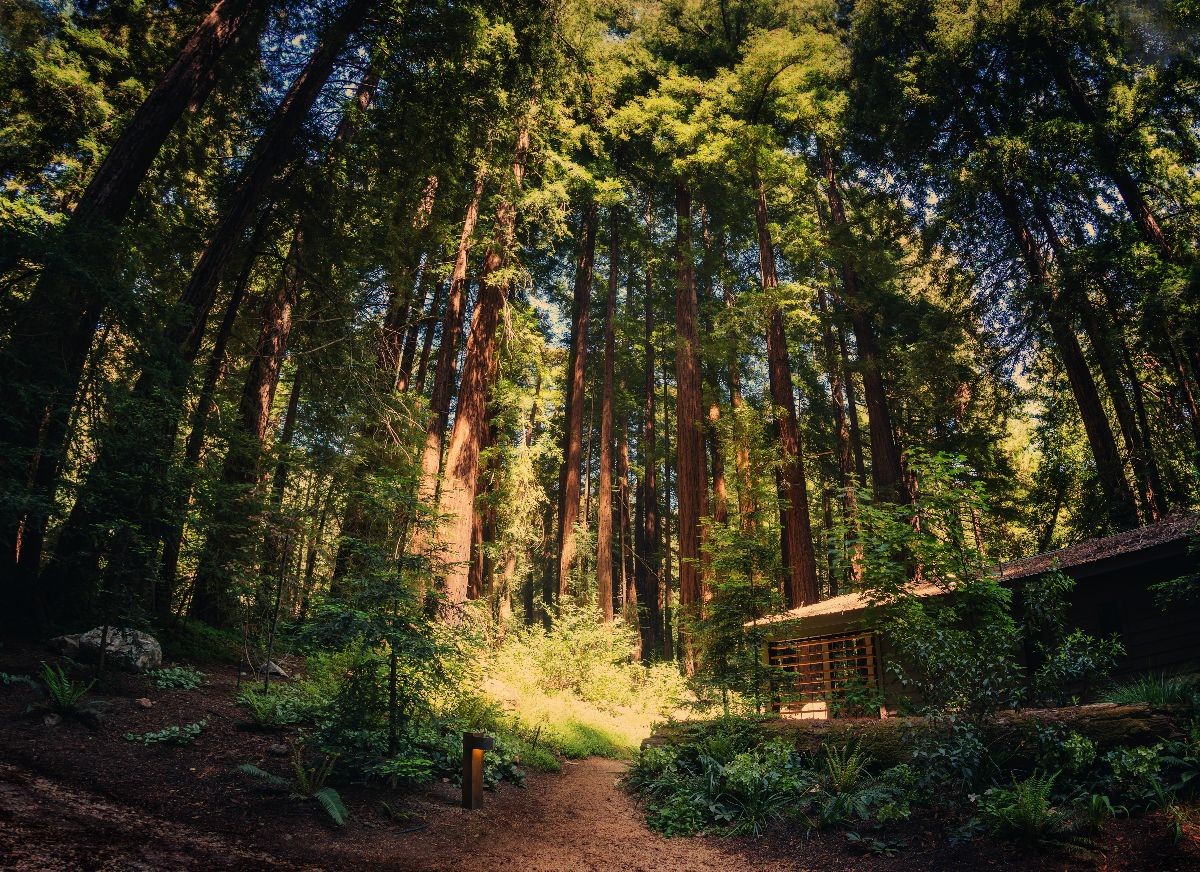 Redwoods