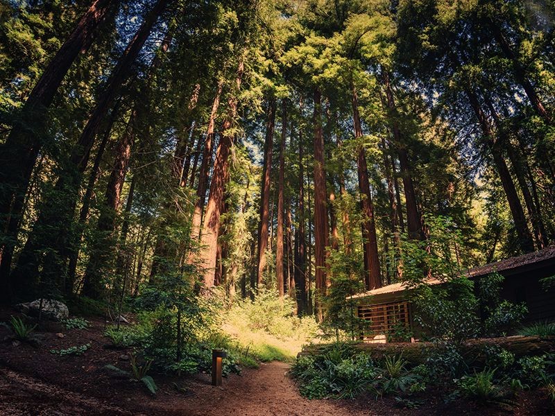 Redwoods