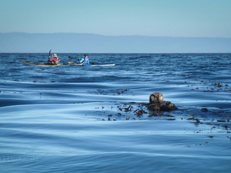 Otter in the bay