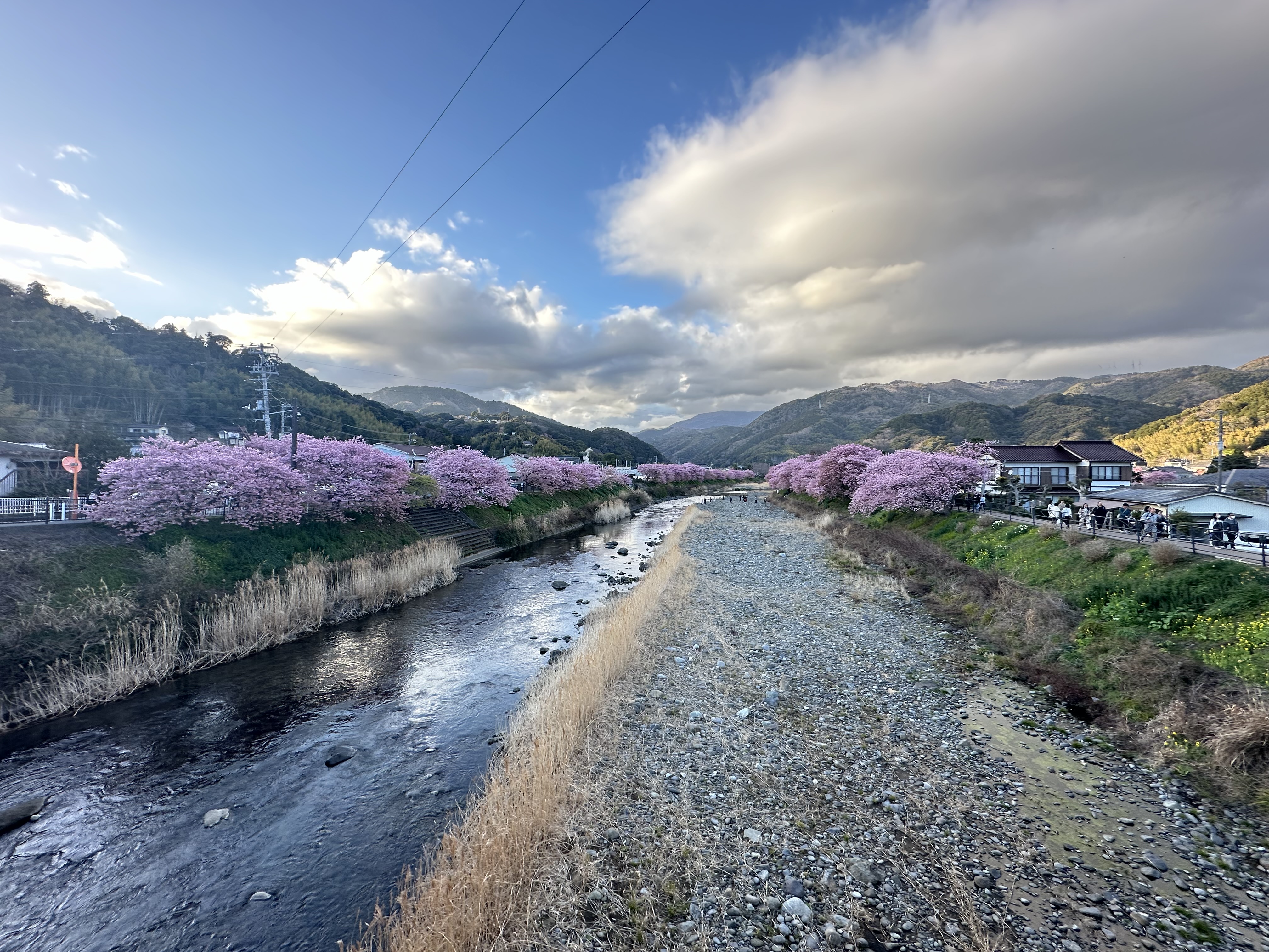 Cherry Blossoms