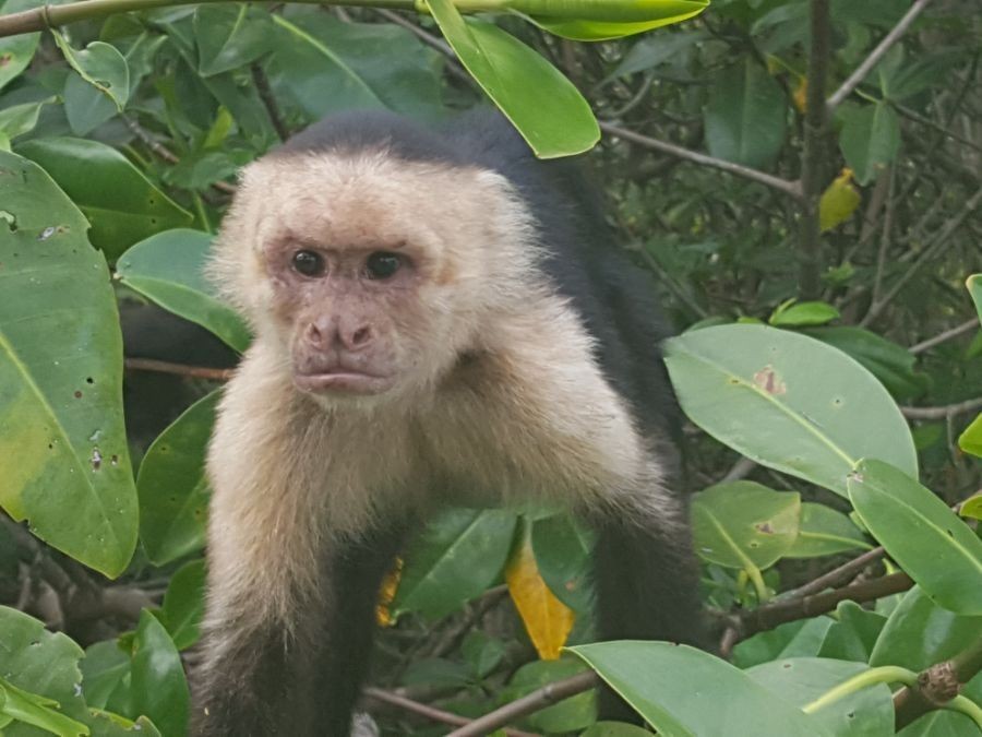 White Faced Capuchin Monkey