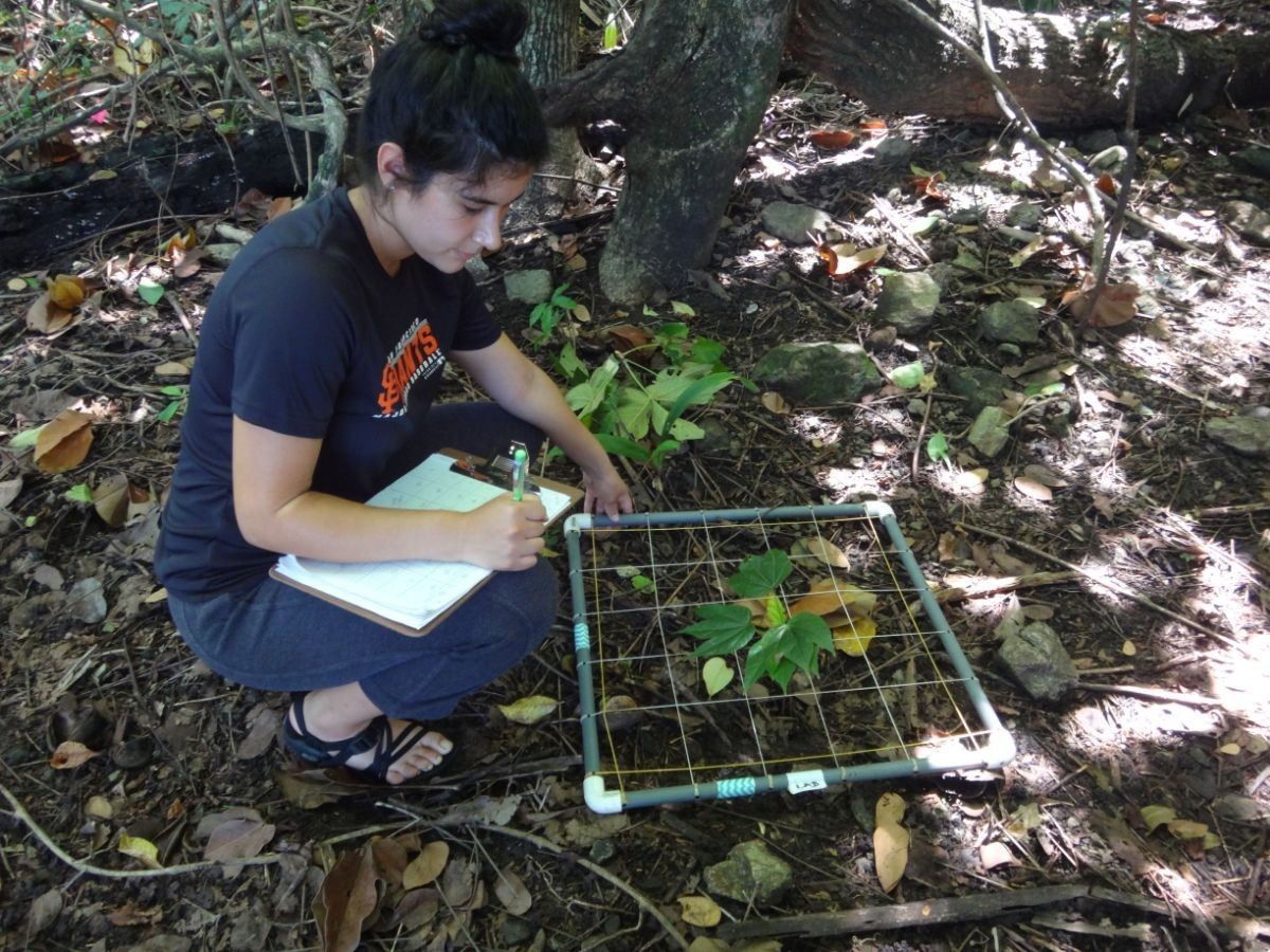 researcher in the forest