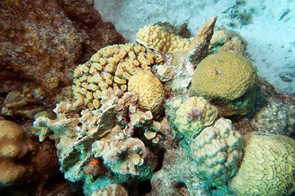 Bonaire coral