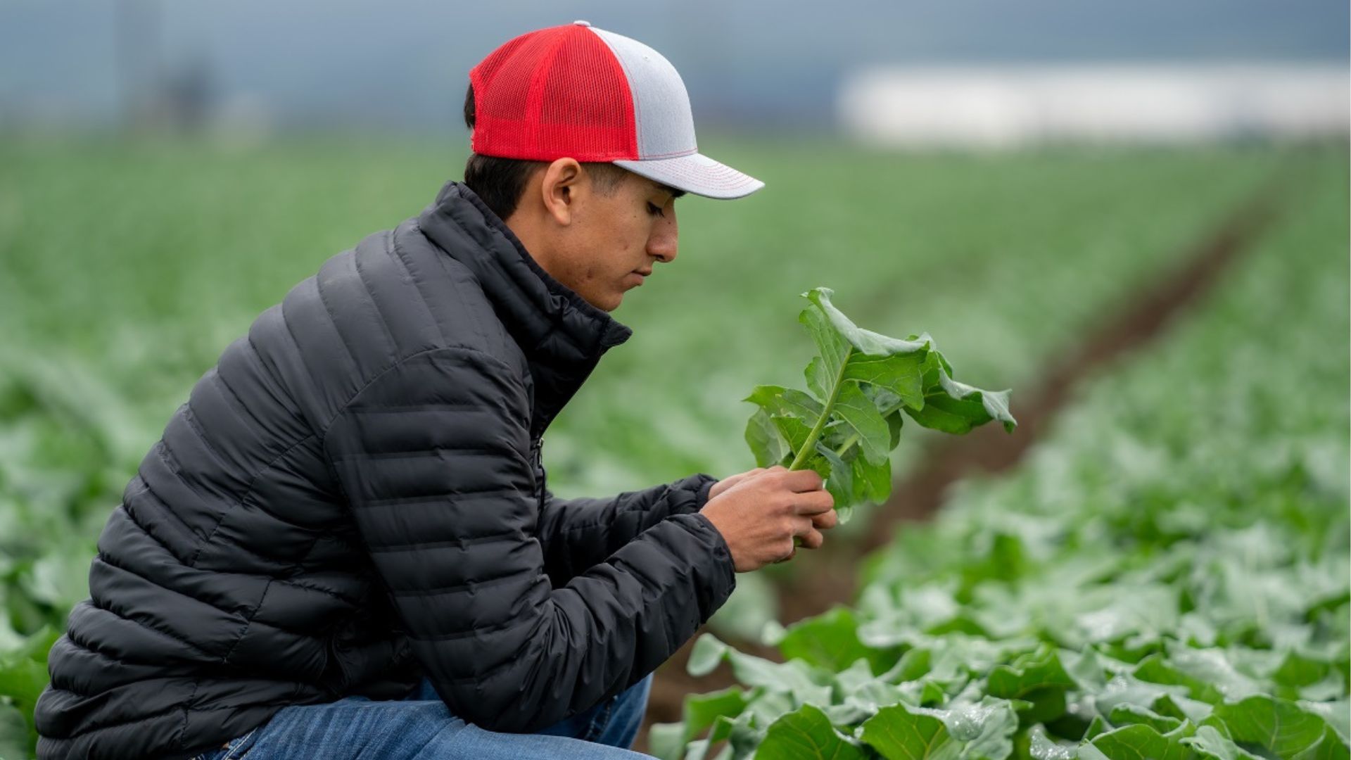 A student from Hartnell College examines a head of lettuce